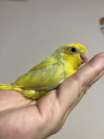 マメルリハ