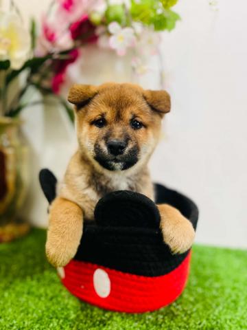 柴犬豆柴
