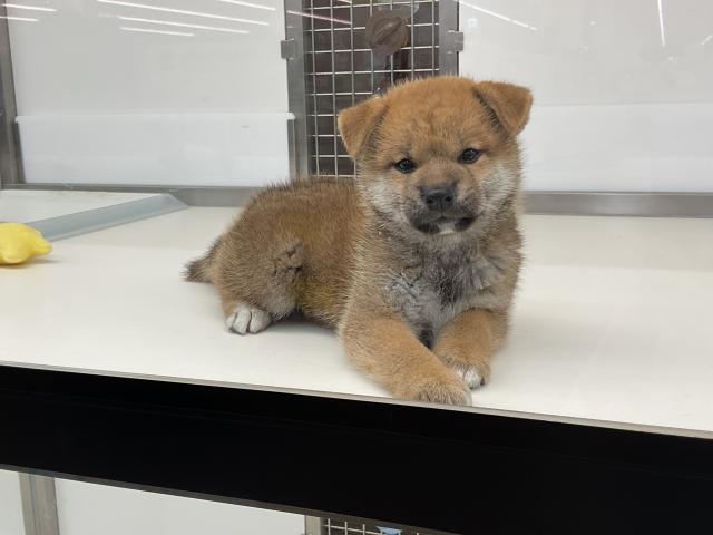 柴犬