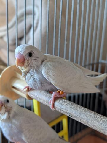 ライラックセキセイインコ