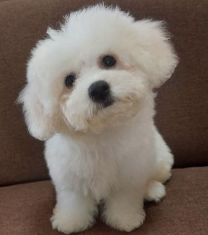 ビションフリーゼ【Puppyフェア開催中】30％OFFで131,600円❗️アフロ犬🌴おトイレを覚えた賢い子🌴
