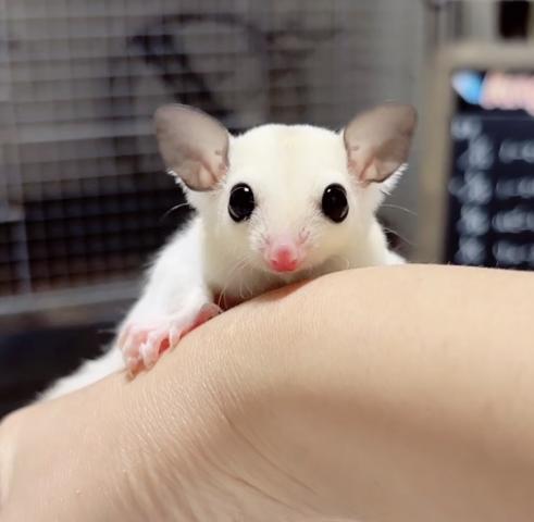 プラチナWFヘテロリューシ