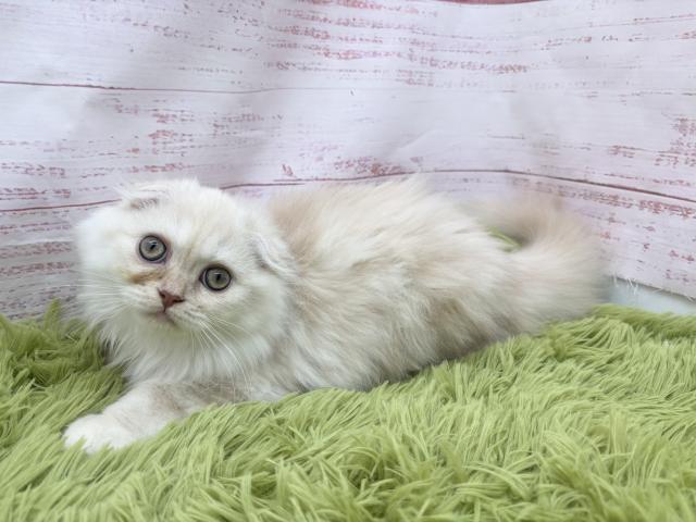 スコティッシュフォールドの写真2
