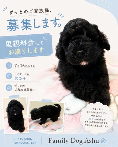 トイプードル