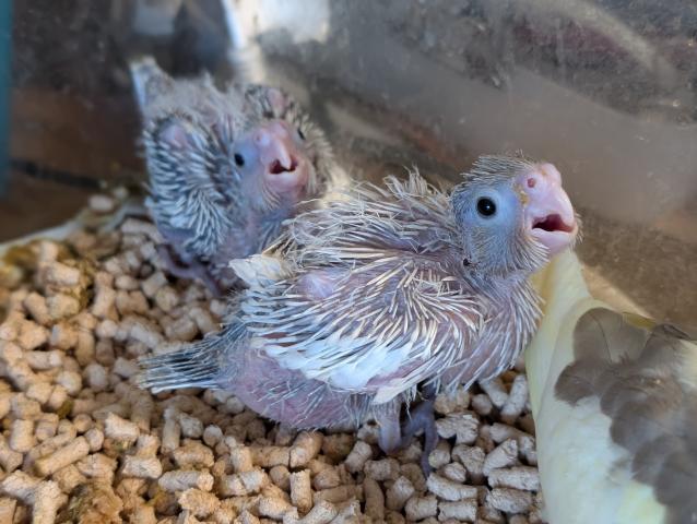 オカメインコ WFドミナントシルバーDF
