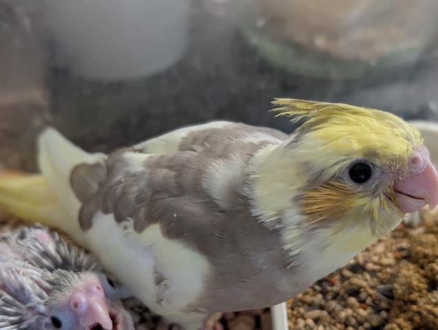 オカメインコPFシナモンパイド