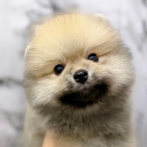 ポメラニアン【8/23お写真、動画更新!】前、後ろ、横どこから見ても丸!マル!まる!毛量爆誕わんこ!