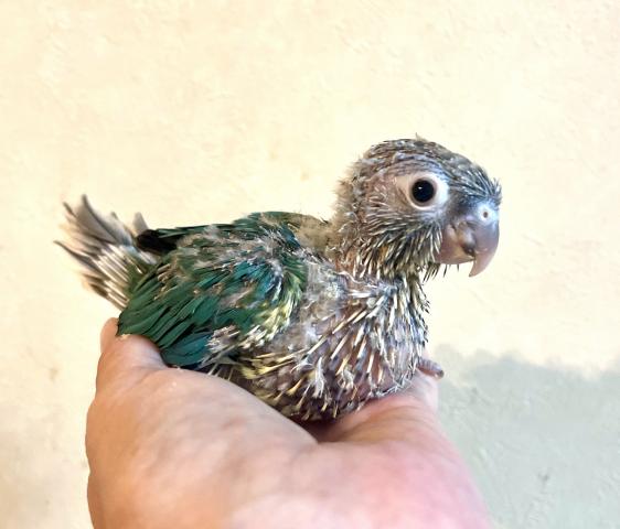 ウロコインコ