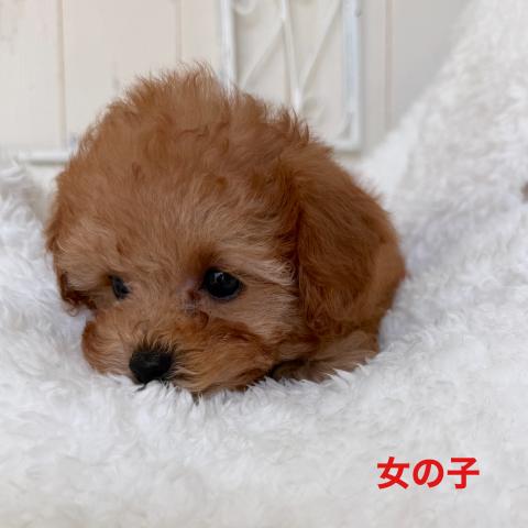 トイプードル