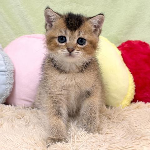 ブリティッシュショートヘア