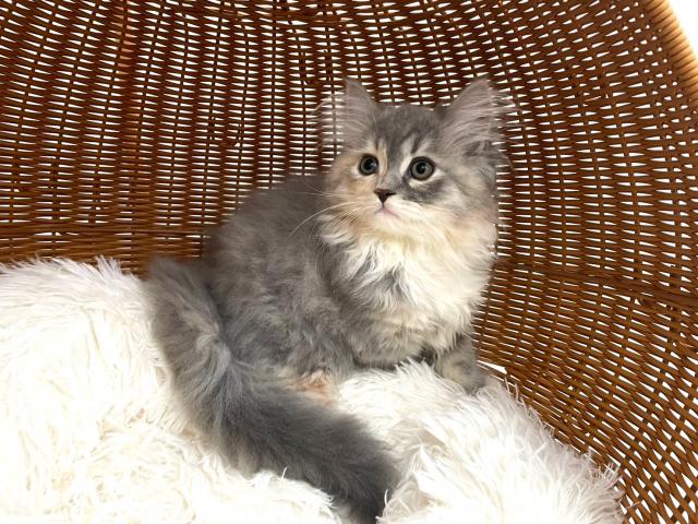 サイベリアン両親遺伝子クリア♡なでしこ