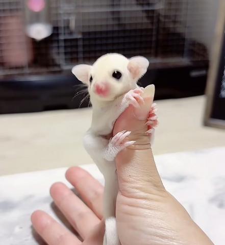 リューシ