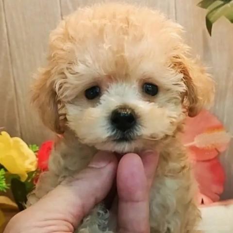 ティーカッププードル