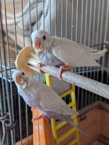 ライラックセキセイインコの写真2