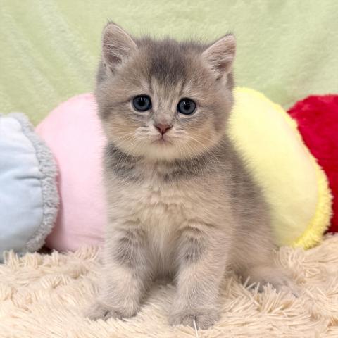 ブリティッシュショートヘア