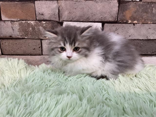 スコティッシュフォールド