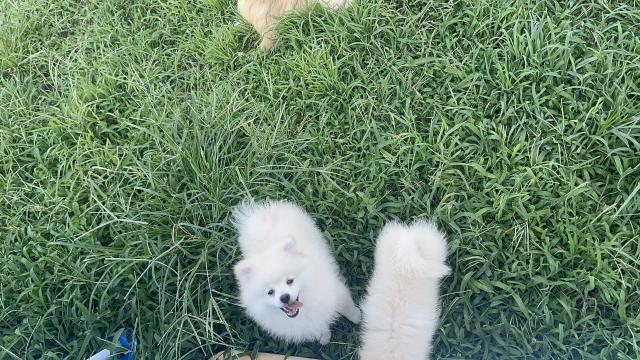 ポメラニアンの写真5