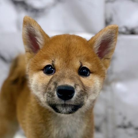 柴犬【8/23お写真、動画更新!】凛々しいお顔になってきました!人への接し方がとっても優しい子です!