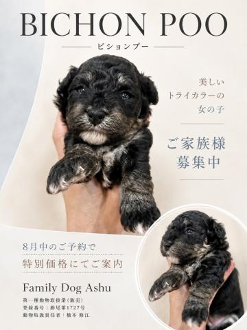 MIXビションプー