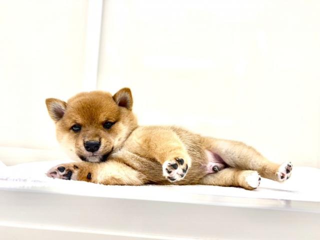 豆柴犬 613の写真4