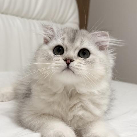 スコティッシュフォールドの写真5