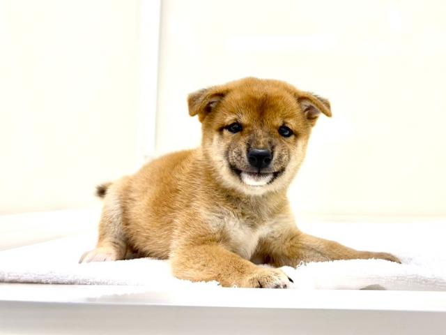 豆柴犬 425の写真6