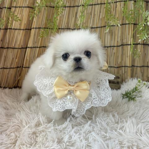 ペキニーズの写真2