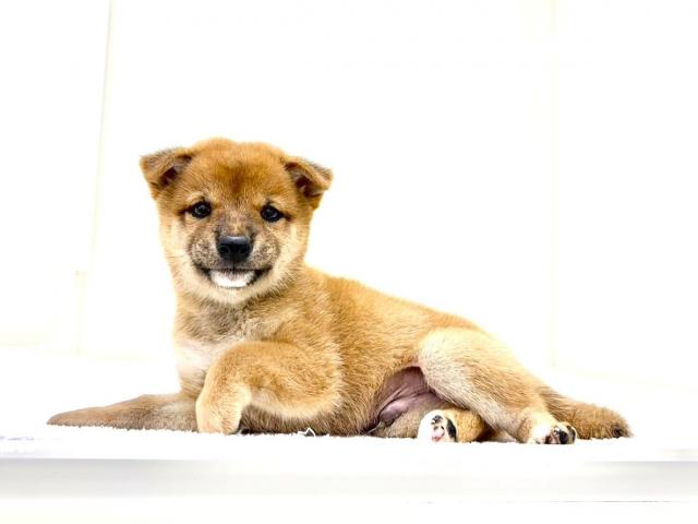 豆柴犬 425の写真2