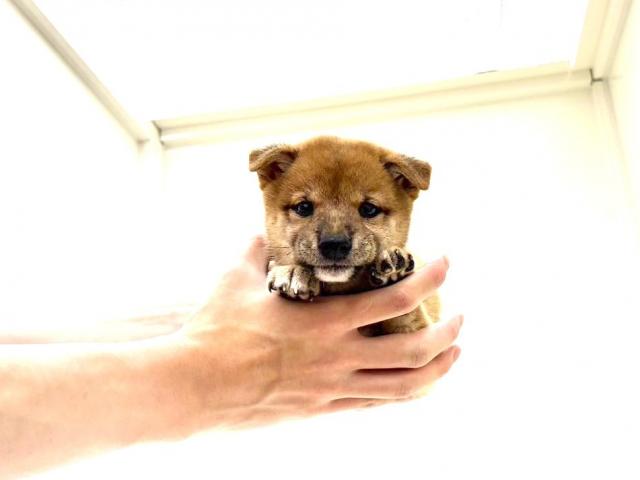 豆柴犬 425の写真4