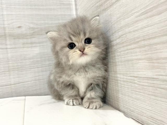 ラガマフィン