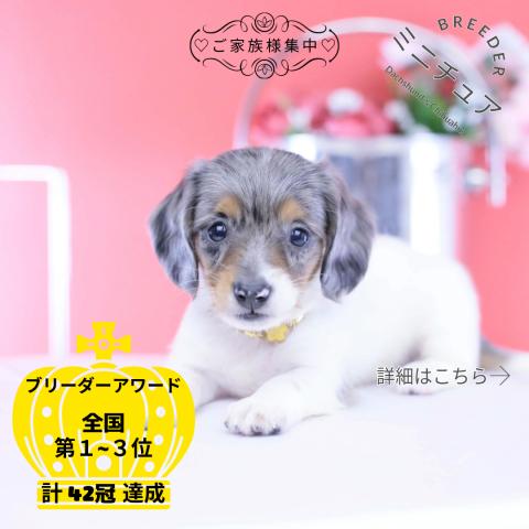 ミニチュアダックスフンド ロング