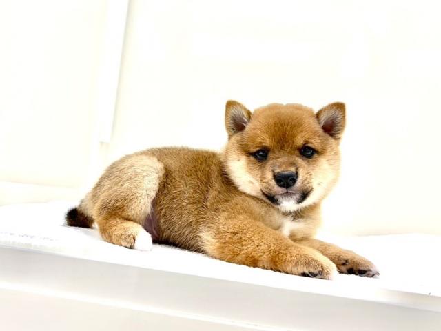 豆柴犬 613の写真5