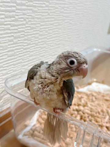 ウロコインコ 43の写真3