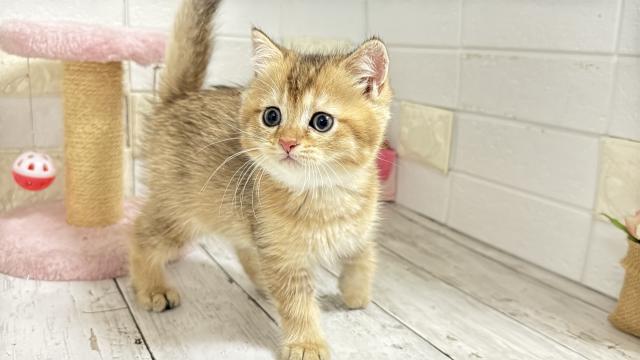 ブリティッシュショートヘア