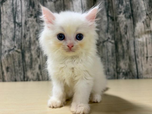 ネヴァマスカレード