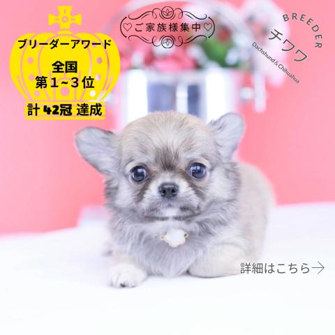 チワワ　ロング