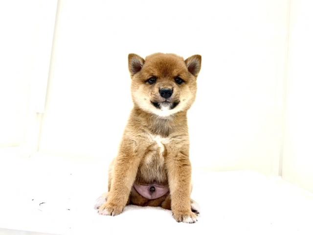 豆柴犬 613の写真3