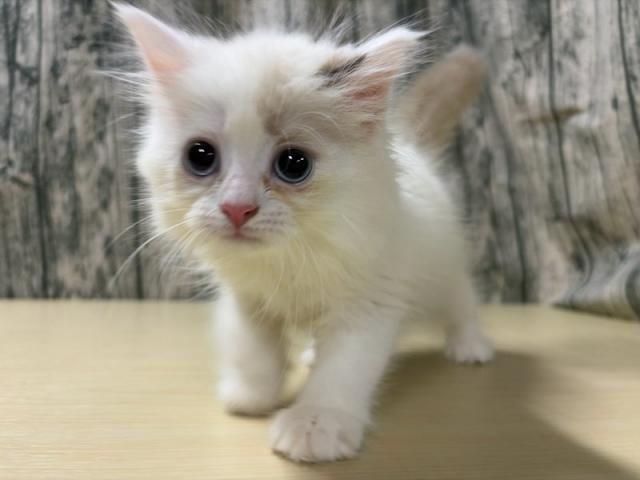 ネヴァマスカレード