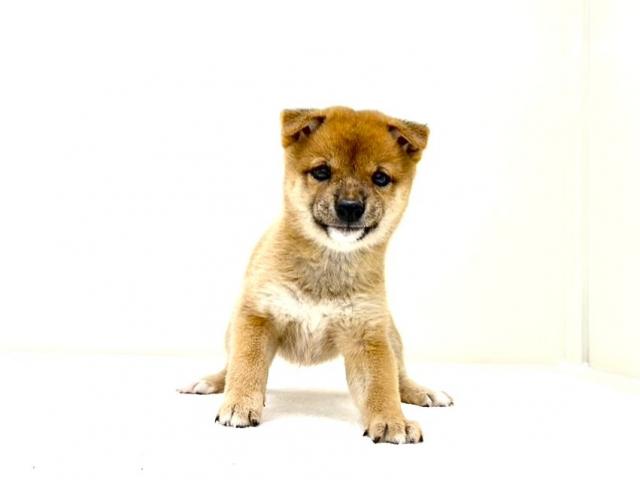 豆柴犬 425の写真5