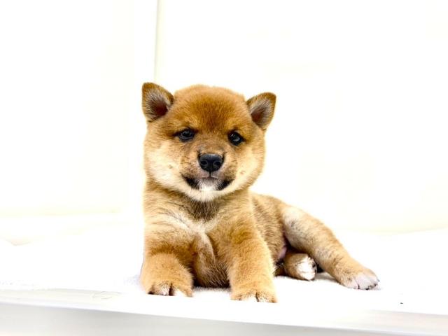 豆柴犬 613の写真2