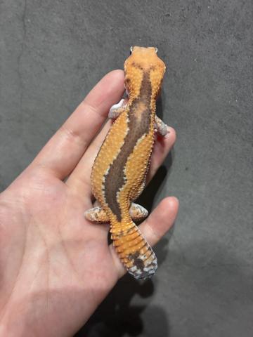 ニシアフリカトカゲモドキ