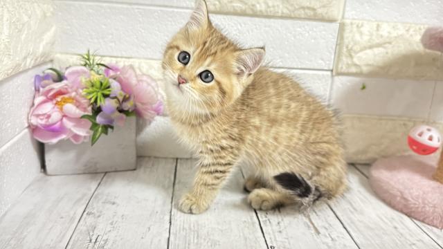 ブリティッシュショートヘア
