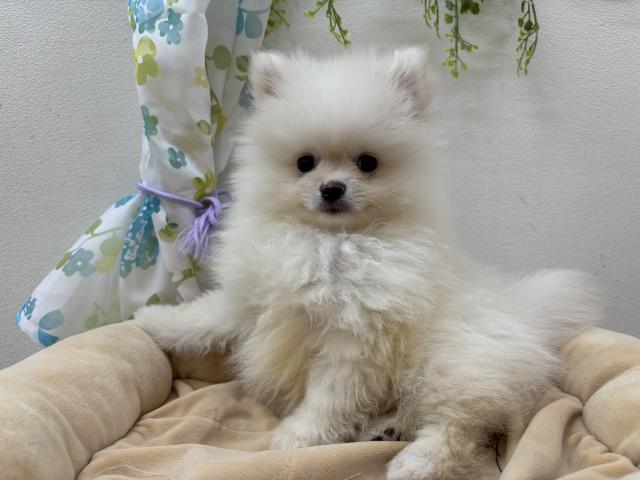 ポメラニアン