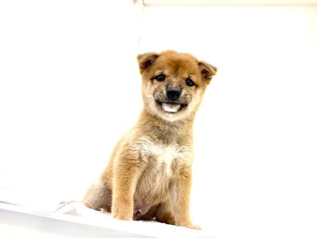 豆柴犬 425の写真3