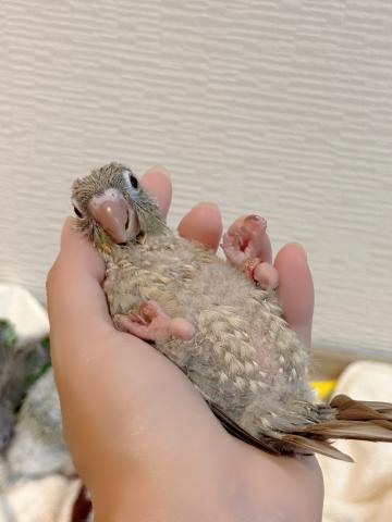 ウロコインコ 43の写真4