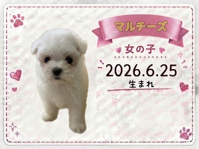 マルチーズ