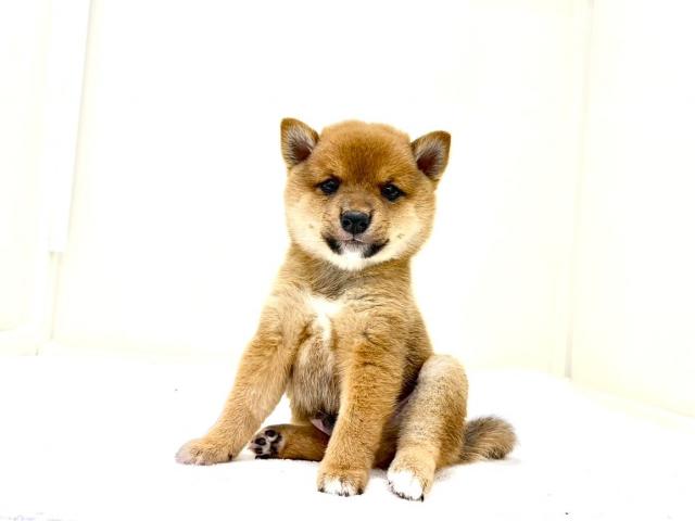 豆柴犬 613の写真6