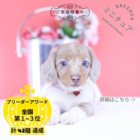 ミニチュアダックスフンド　ロング