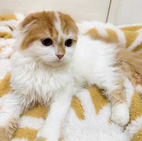 スコティッシュフォールド