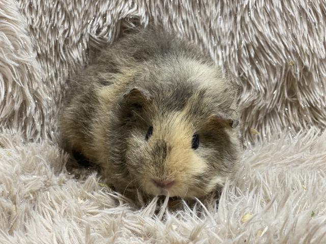 テディモルモット